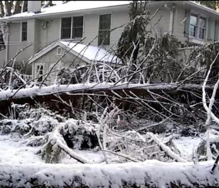 trees down after winter storm with snow